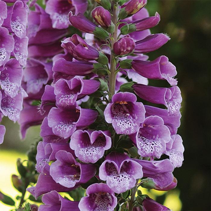 Q714 Digitalis Purpurea Dalmatian Purple 17 559fabf1 3884 4b28 Aec1 E9fb07a7e058 from www redcrocus com
