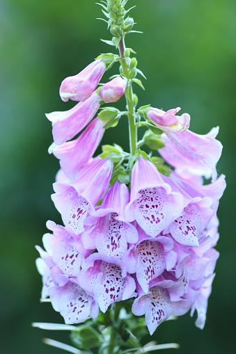 Q714 Digitalis Purpurea Dalmatian Purple 18 Dd64818f 4623 483a Bc43 4b839d7f4585 from www redcrocus com
