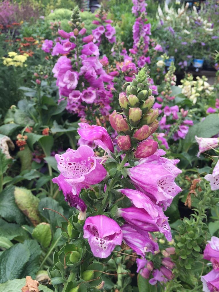 Q714 Digitalis Purpurea Dalmatian Purple 19 3d3cdeac 07a8 4ffa Aebf F2669b840450 from www redcrocus com