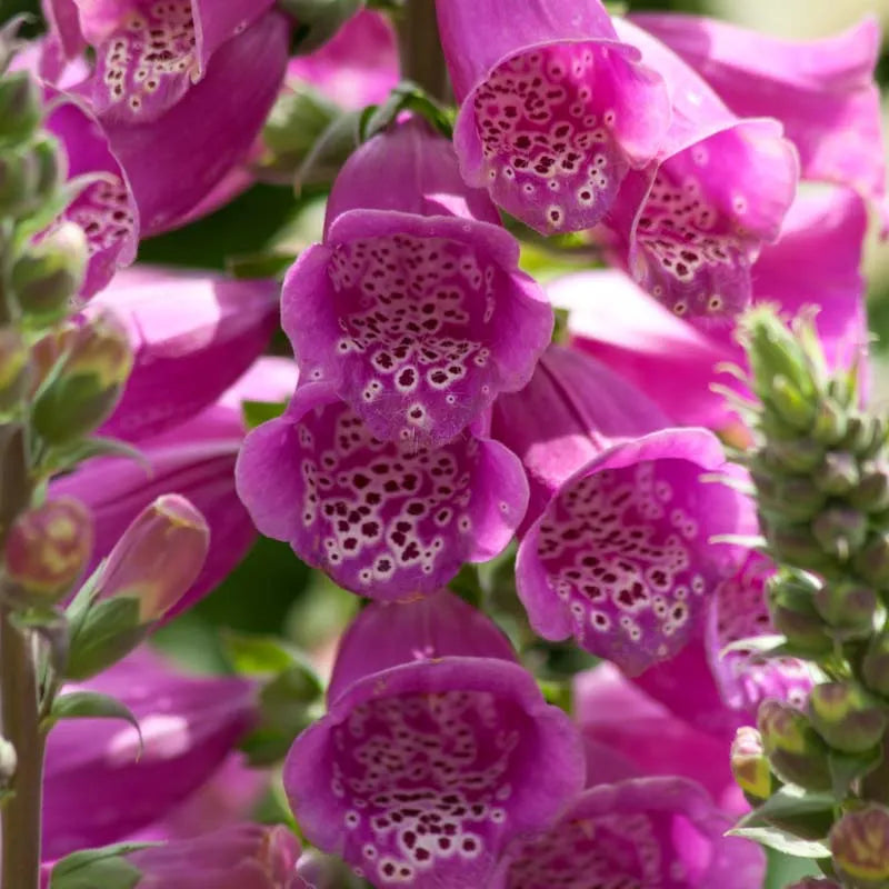 Q714 Digitalis Purpurea Dalmatian Purple 2 A30b10ae 09cd 4935 A1db 32fa65589e47 from www redcrocus com