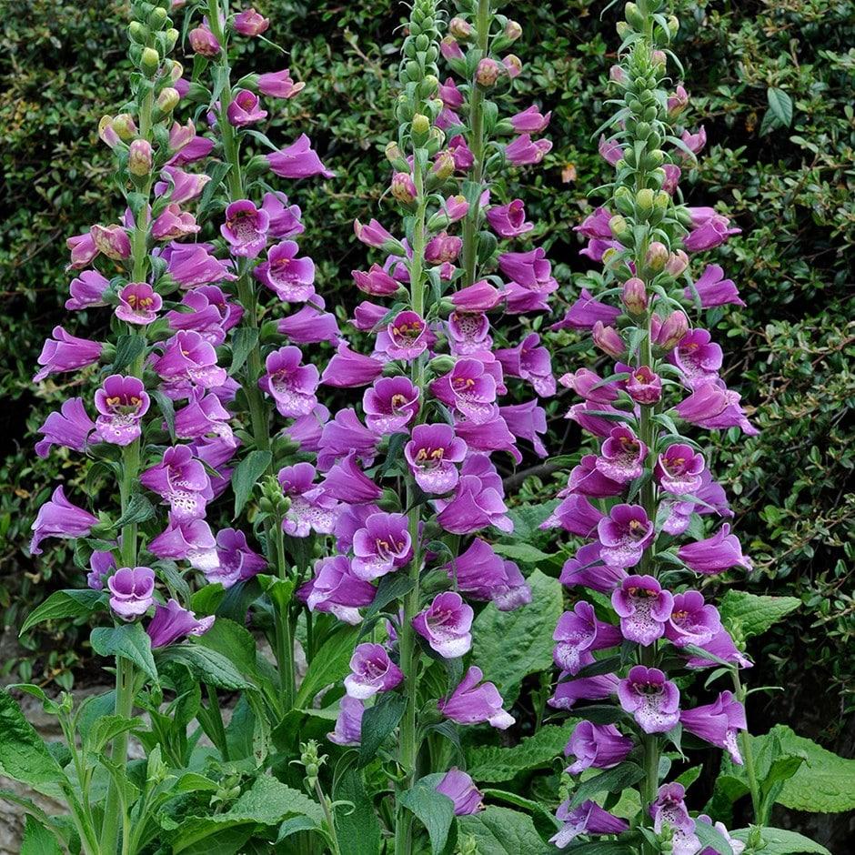 Q714 Digitalis Purpurea Dalmatian Purple 2 6f153ba6 2a9e 41fe 97eb Fccf66cabfff from www redcrocus com