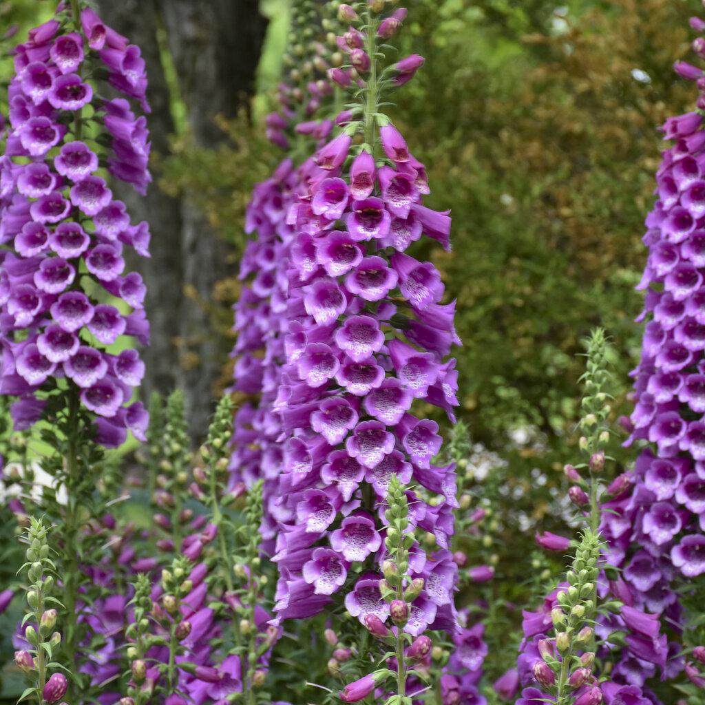 Q714 Digitalis Purpurea Dalmatian Purple 3 F68dfcf5 D900 404f Bff6 F882a48fbb2e from www redcrocus com