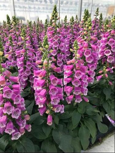 Q714 Digitalis Purpurea Dalmatian Purple 4 5a4c4bd4 Cdf7 456d B2e6 C13b32de258f from www redcrocus com