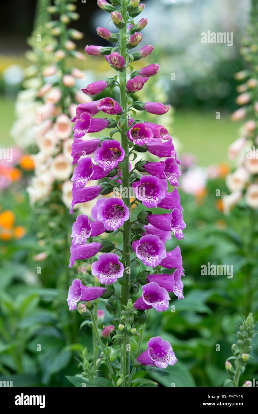 Q714 Digitalis Purpurea Dalmatian Purple 6 9106840a 8103 4be1 A66a 8257a8b2fc74 from www redcrocus com