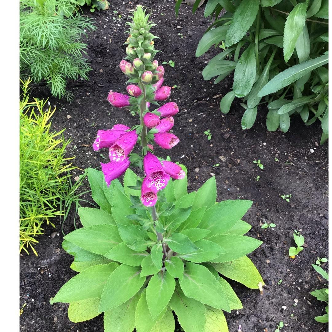 Q714 Digitalis Purpurea Dalmatian Purple 7 E48eddac Dcd4 48d0 9317 8be42f1569aa from www redcrocus com
