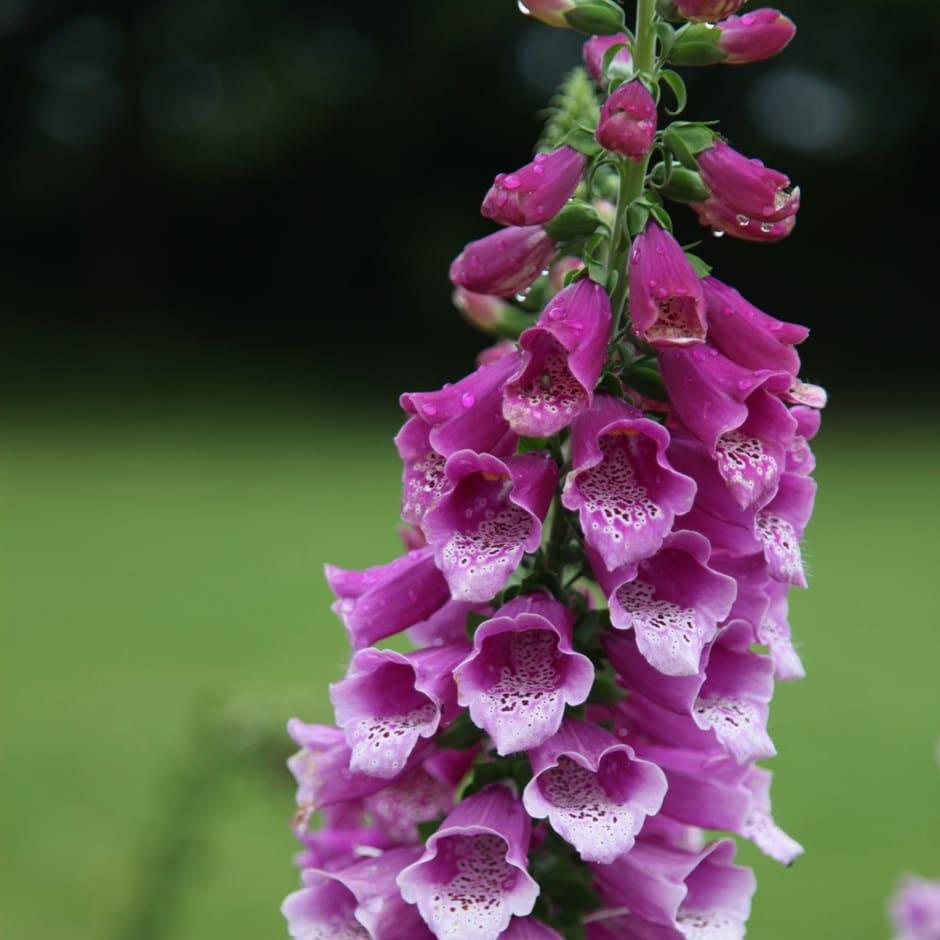 Q714 Digitalis Purpurea Dalmatian Purple 9 Ba3ccf1b Cdad 4d43 A5cf 2233aa6b25f9 from www redcrocus com