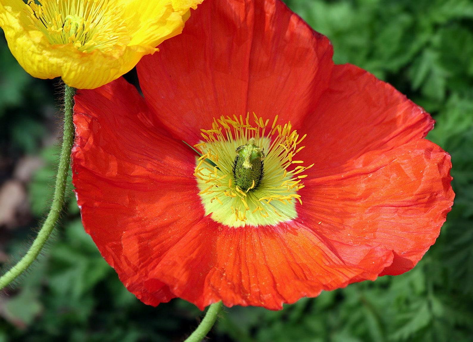Q734 Papaver Nudicaule Champagne Scarlet 2 80bb3bdd Bdc1 4d24 Afd4 098ca62d8e91 from www redcrocus com