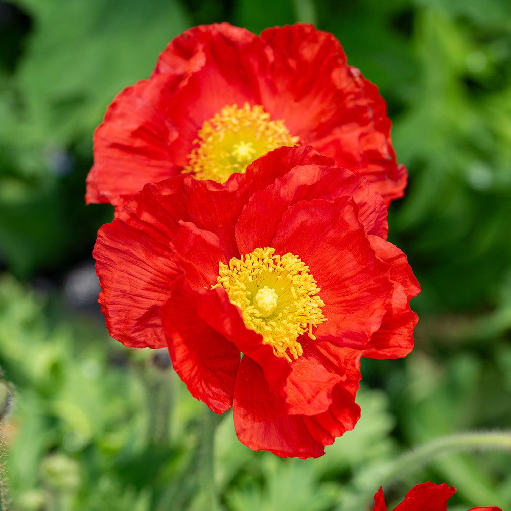 Q734 Papaver Nudicaule Champagne Scarlet 4 B2626c95 96a8 4e8d 98ad 6922a05d3540 from www redcrocus com