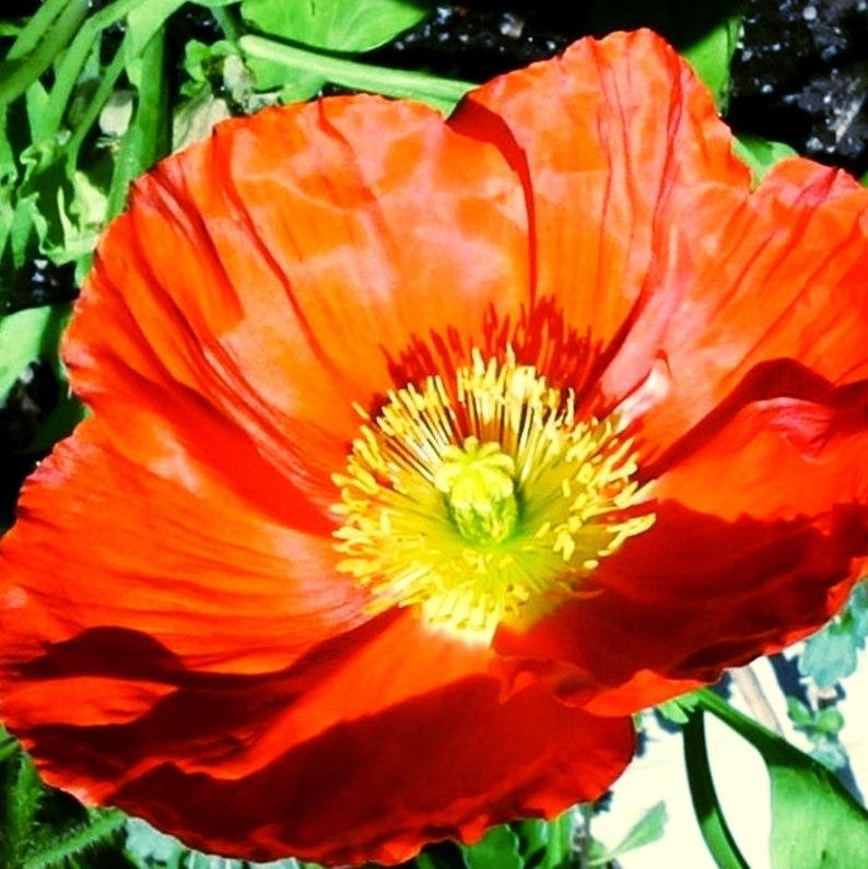 Q734 Papaver Nudicaule Champagne Scarlet 5 C49439dc D88f 4e7d 98cc Fbb388fccef3 from www redcrocus com