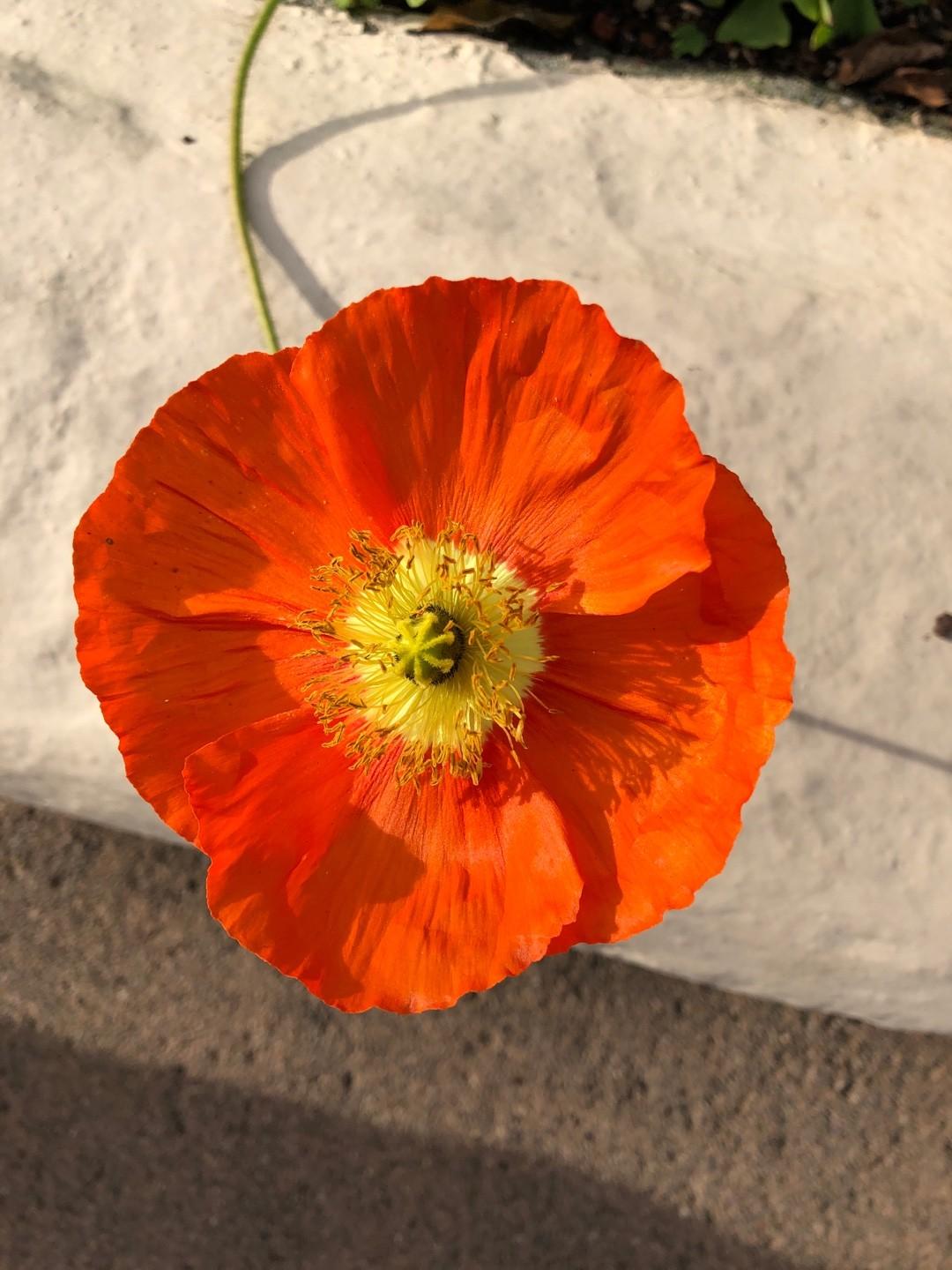 Q734 Papaver Nudicaule Champagne Scarlet 6 B0511a57 Cbcc 41b7 93ed 34465457c83d from www redcrocus com