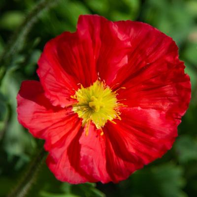 Q734 Papaver Nudicaule Champagne Scarlet 7 A61e8c26 Fef3 4b2d Aeb7 Fafe0a288aa9 from www redcrocus com
