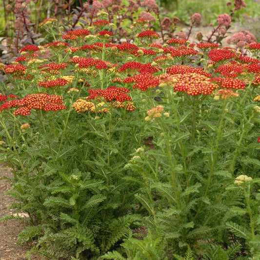 Q945 Achillea Millefolium X Strawberry Seduction - View 10 from www redcrocus com