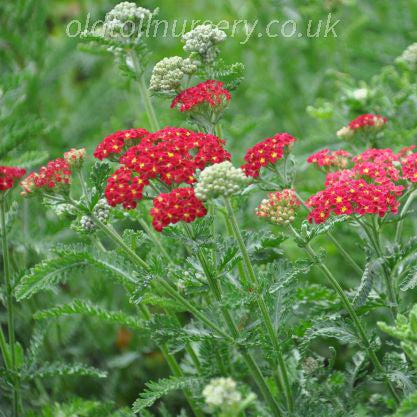 Q945 Achillea Millefolium X Strawberry Seduction 12 27f045f9 C0cc 447d B21f Ceab2397d822 from www redcrocus com