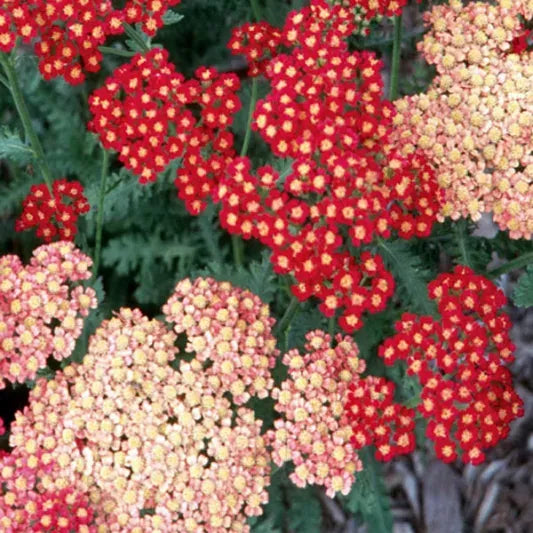 Q945 Achillea Millefolium X Strawberry Seduction 13 C81bbd80 81ae 47fc B89f 7e4447520572 from www redcrocus com