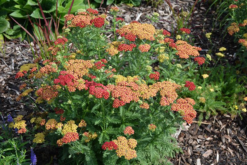 Q945 Achillea Millefolium X Strawberry Seduction 15 29d6cabb 675a 434a A0ff 21cb324ca2c0 from www redcrocus com