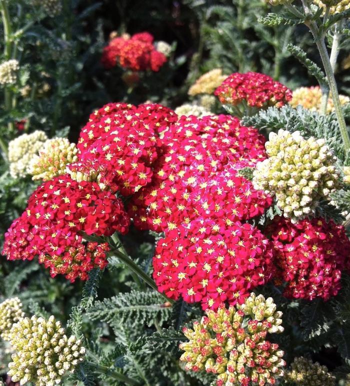 Q945 Achillea Millefolium X Strawberry Seduction 16 6d7fbdbd 0ec9 412d B771 C9b1cb7de5d0 from www redcrocus com