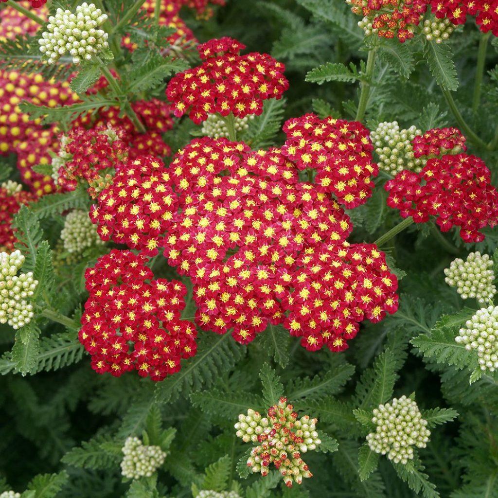 Q945 Achillea Millefolium X Strawberry Seduction 1 3b0593f0 Fd88 4406 8299 316bdefd53b8 from www redcrocus com