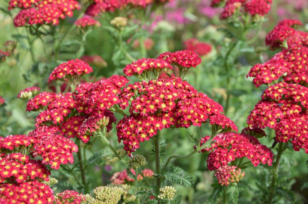 Q945 Achillea Millefolium X Strawberry Seduction 4 C351354d 88d2 4045 9251 0e7b6abb3fe2 from www redcrocus com