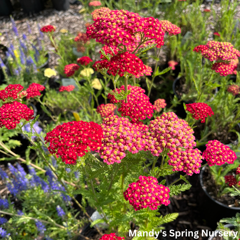 Q945 Achillea Millefolium X Strawberry Seduction 5 Adfc7896 D8b7 4dbf 89f4 1bc09a3af101 from www redcrocus com