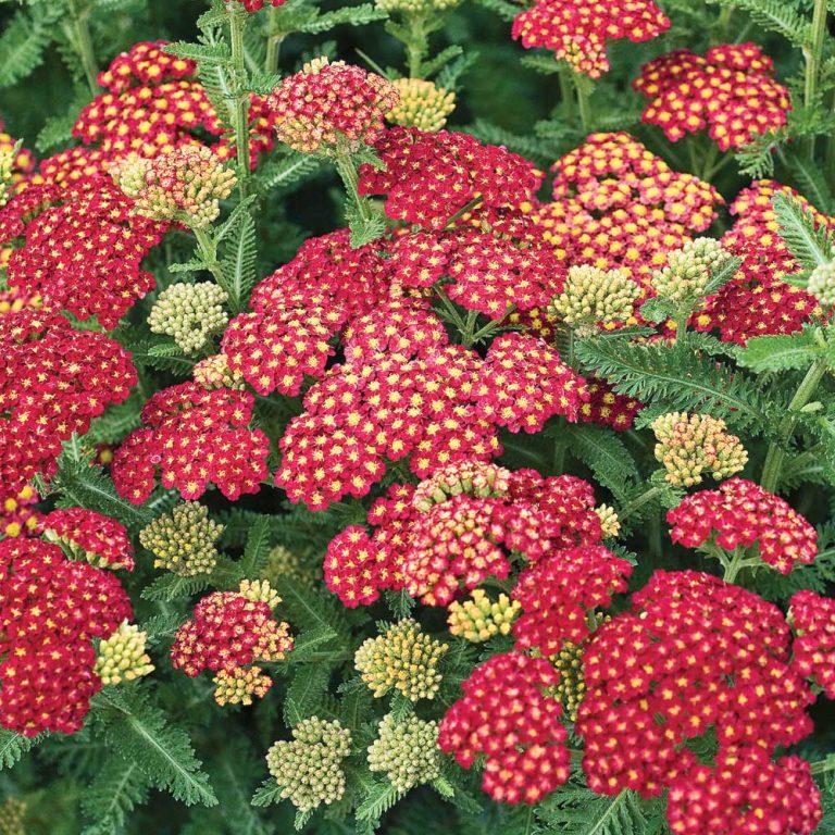 Q945 Achillea Millefolium X Strawberry Seduction 5 Ecd30f5b 5cf1 4684 B509 0e991b2cae6f from www redcrocus com
