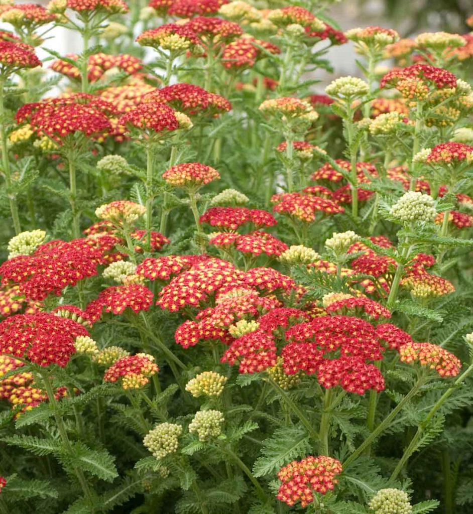 Q945 Achillea Millefolium X Strawberry Seduction 6 995a2058 E04b 4432 8542 Df7899e3be1e from www redcrocus com