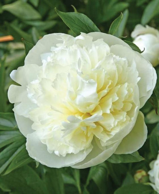 G085 Paeonia X Lactiflora Duchesse De Nemours - View 1 from www redcrocus com
