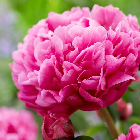 G087 Paeonia X Lactiflora Kansas - View 10 from www redcrocus com