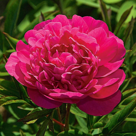 G087 Paeonia X Lactiflora Kansas - View 1 from www redcrocus com