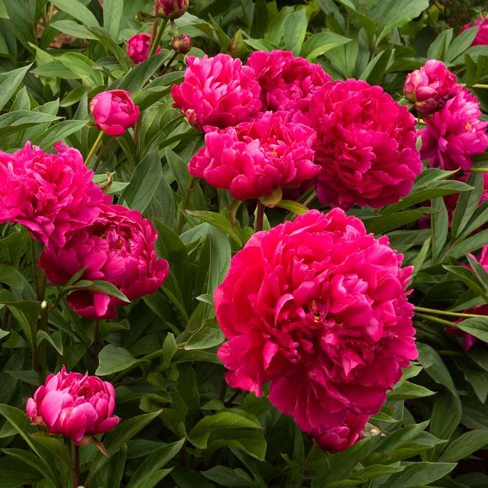 G088 Paeonia X Lactiflora Karl Rosenfield - View 10 from www redcrocus com