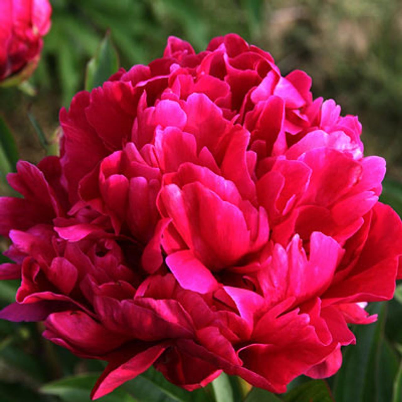 G088 Paeonia X Lactiflora Karl Rosenfield - View 12 from www redcrocus com