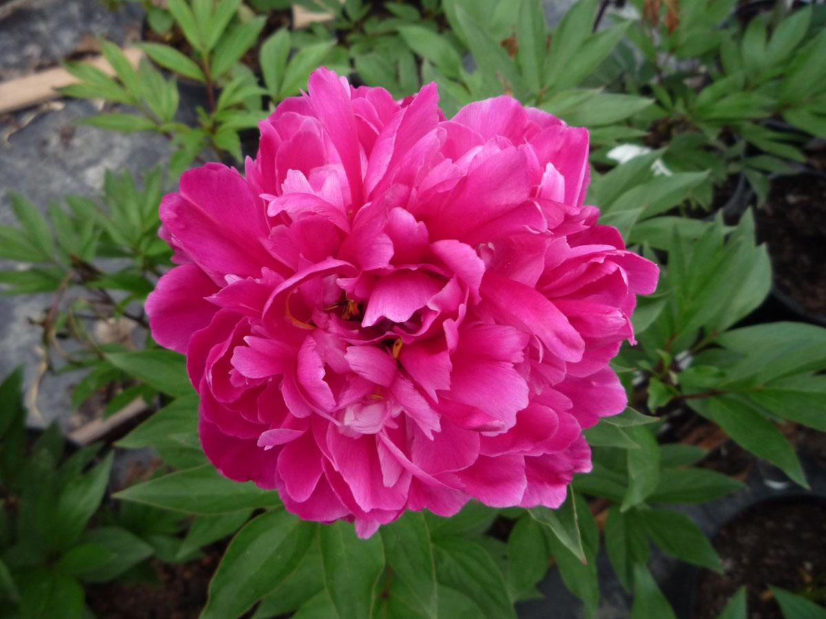G088 Paeonia X Lactiflora Karl Rosenfield - View 14 from www redcrocus com