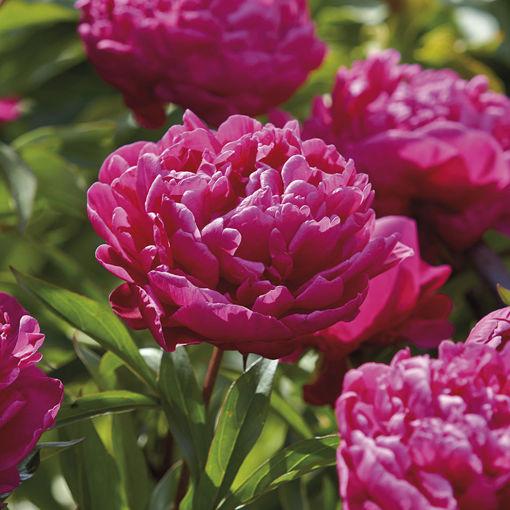 G088 Paeonia X Lactiflora Karl Rosenfield - View 16 from www redcrocus com