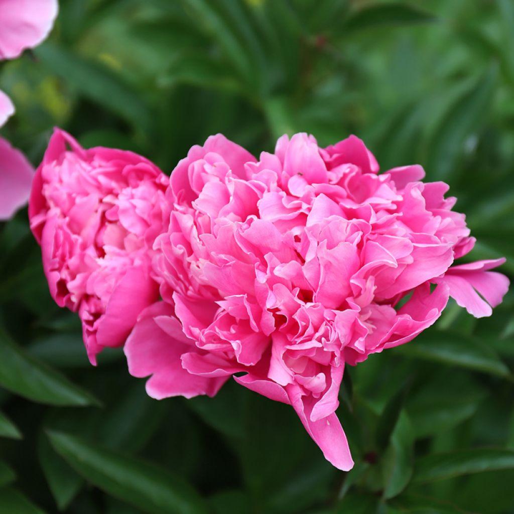 G088 Paeonia X Lactiflora Karl Rosenfield - View 17 from www redcrocus com