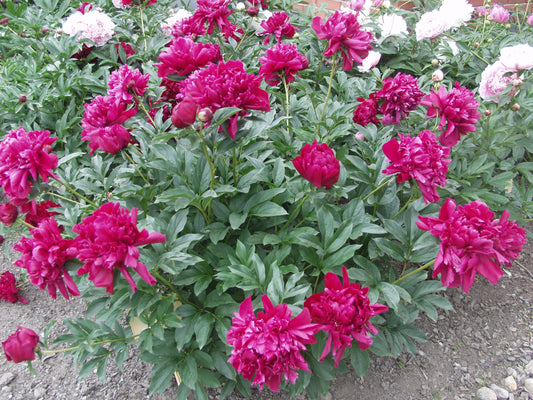 G088 Paeonia X Lactiflora Karl Rosenfield - View 1 from www redcrocus com