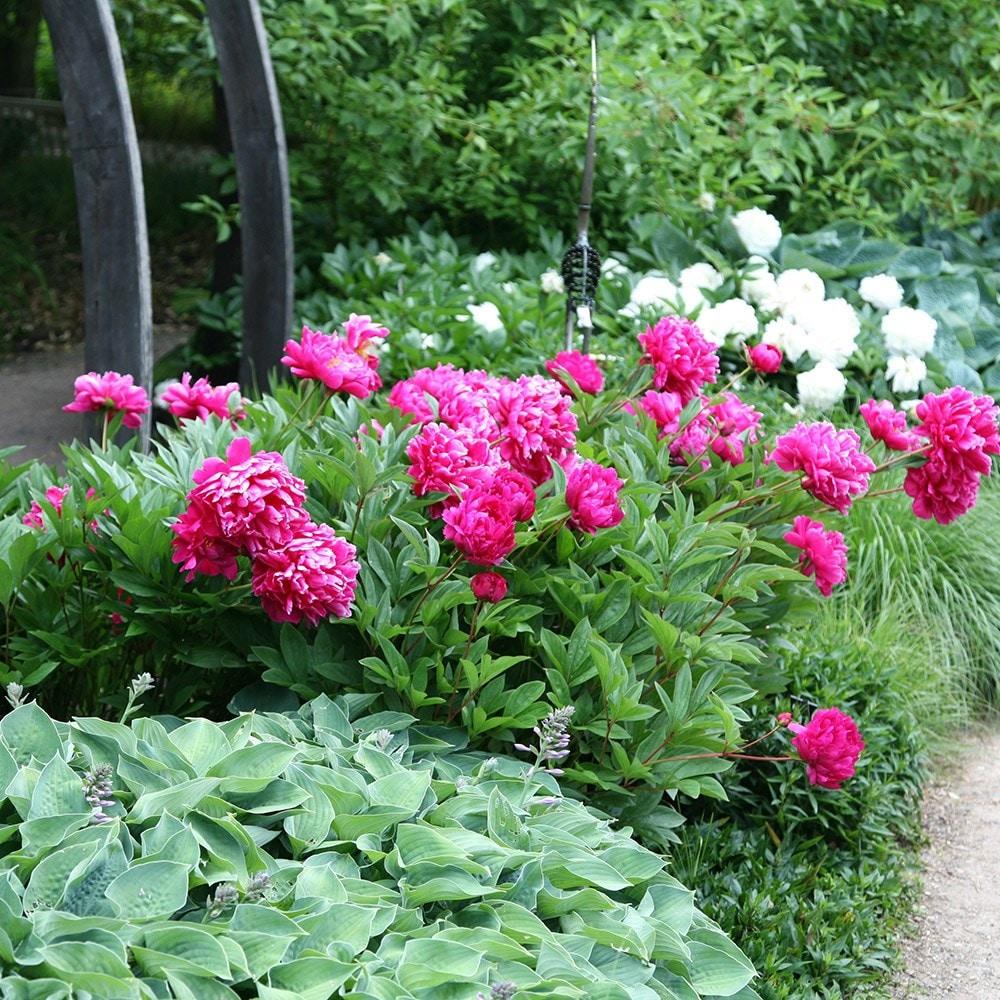 G088 Paeonia X Lactiflora Karl Rosenfield - View 2 from www redcrocus com