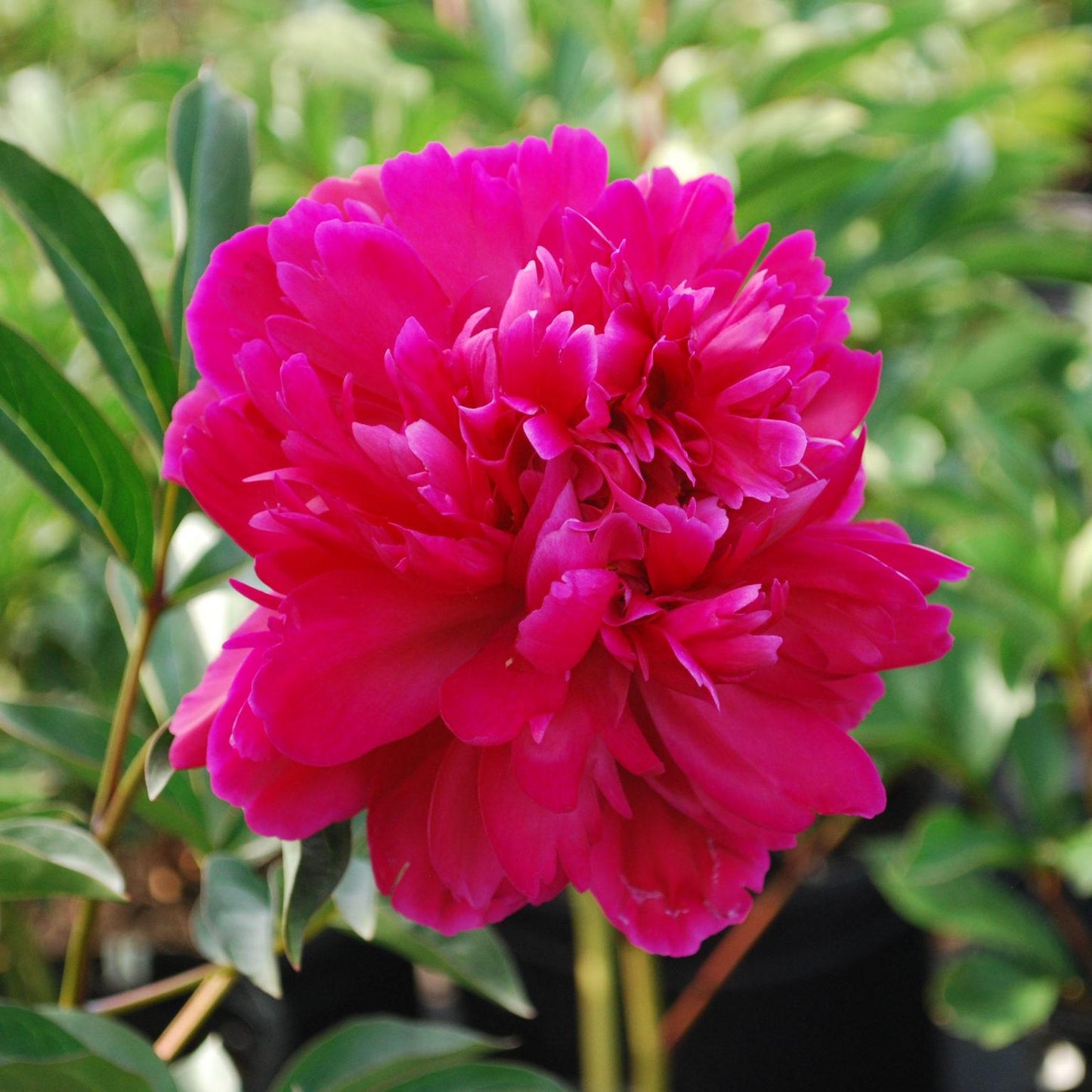 G088 Paeonia X Lactiflora Karl Rosenfield - View 6 from www redcrocus com