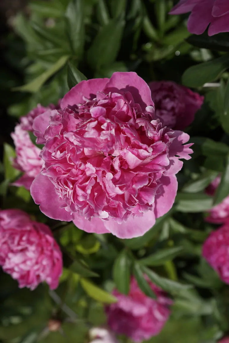 G088 Paeonia X Lactiflora Karl Rosenfield - View 9 from www redcrocus com