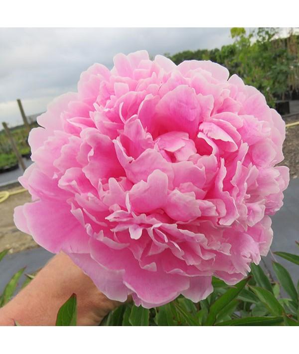 G089 Paeonia X Lactiflora Sarah Bernhardt - View 17 from www redcrocus com