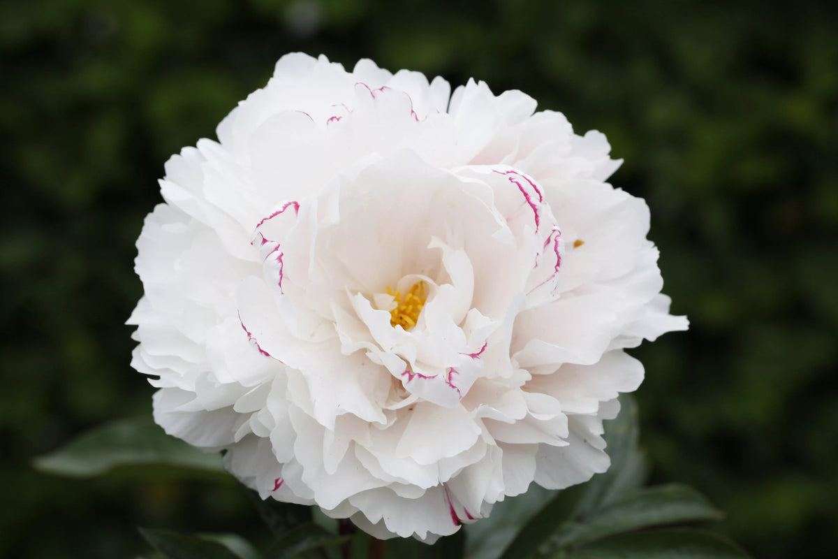 G089 Paeonia X Lactiflora Sarah Bernhardt - View 8 from www redcrocus com