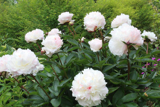 G090 Paeonia X Lactiflora Shirley Temple - View 1 from www redcrocus com