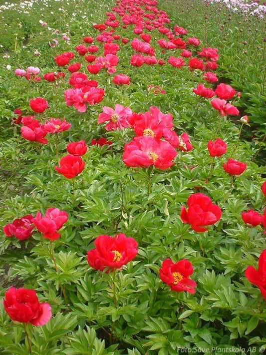 G131 Paeonia X Lactiflora Blaze - View 10 from www redcrocus com