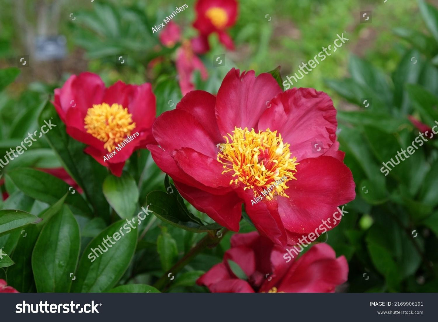 G131 Paeonia X Lactiflora Blaze - View 11 from www redcrocus com