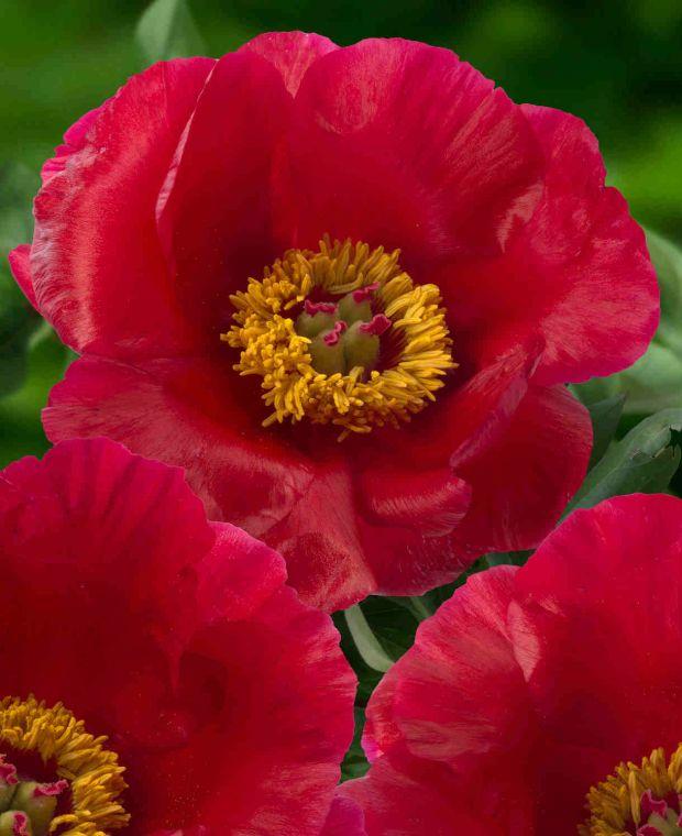 G131 Paeonia X Lactiflora Blaze - View 12 from www redcrocus com