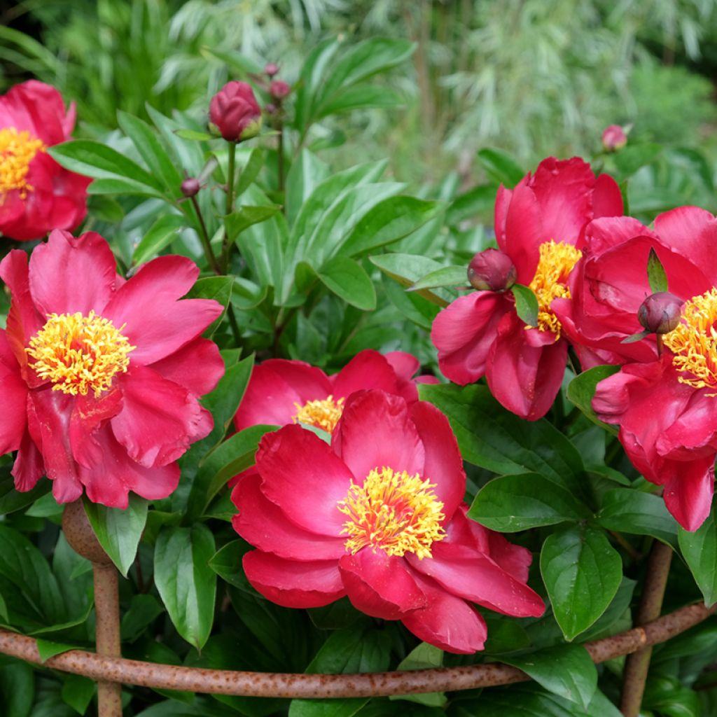 G131 Paeonia X Lactiflora Blaze - View 4 from www redcrocus com