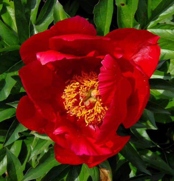 G131 Paeonia X Lactiflora Blaze - View 6 from www redcrocus com