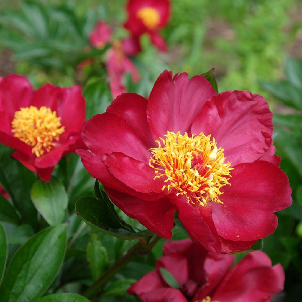 G131 Paeonia X Lactiflora Blaze - View 7 from www redcrocus com