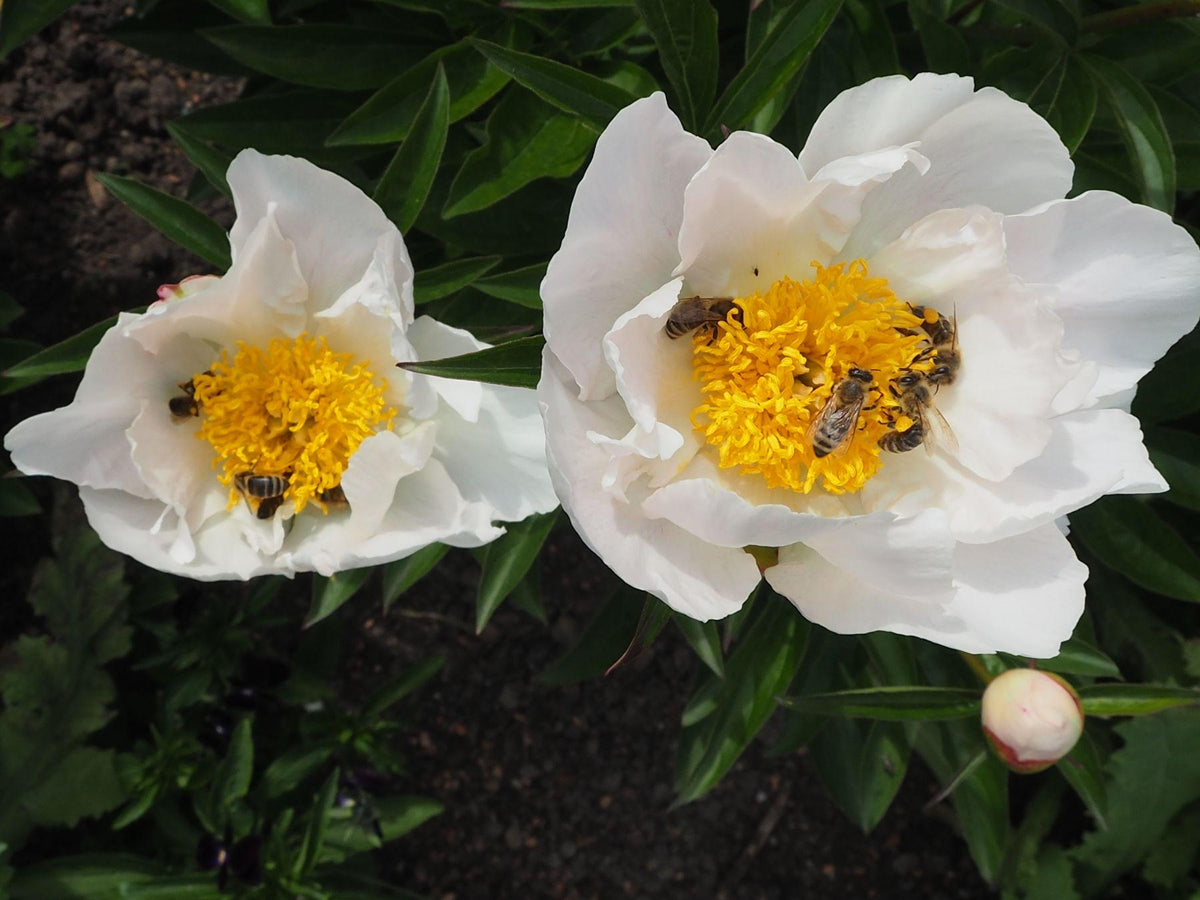 G132 Paeonia X Lactiflora Krinkled White - View 10 from www redcrocus com