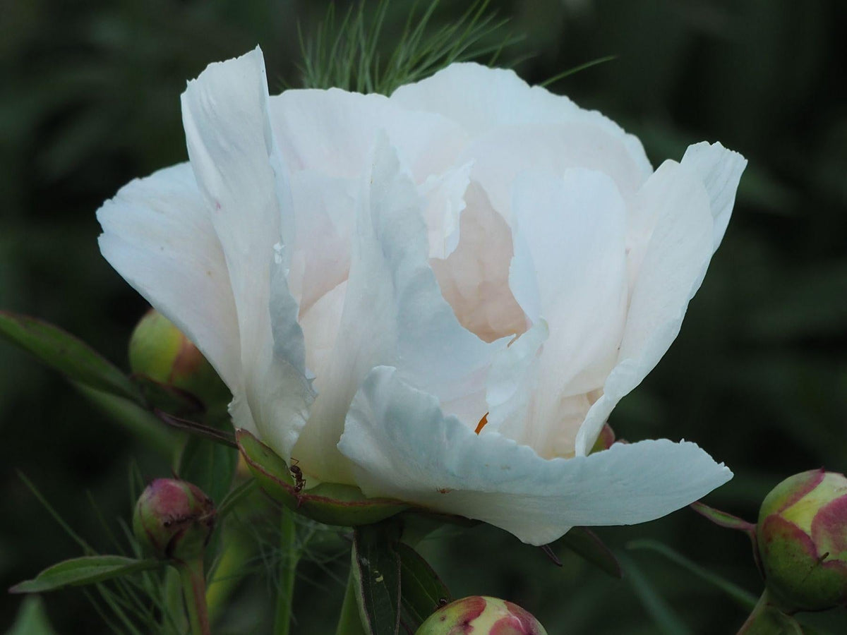 G132 Paeonia X Lactiflora Krinkled White - View 11 from www redcrocus com