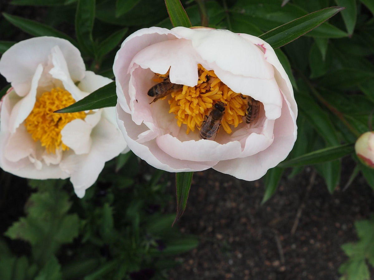 G132 Paeonia X Lactiflora Krinkled White - View 13 from www redcrocus com