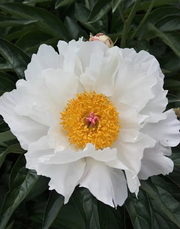 G132 Paeonia X Lactiflora Krinkled White - View 1 from www redcrocus com